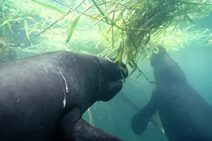 Trichechus: Amazonian / South American MANATEE - x two eating