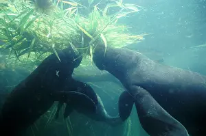 Trichechus: Amazonian / South American MANATEE - x two, eating