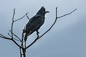 Amazonian: Amazonian Umbrellabird (Cephalopterus ornatus) female