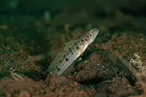 Stripe: Ambanoro Shrimpgoby