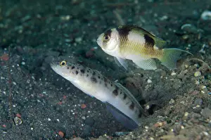 Damsel: Ambanoro Shrimpgoby with Black-banded Damselfish