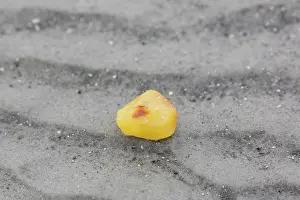 Amber: Amber on a beach of the Wadden Sea - Germany