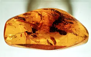 Amber: AMBER - Containing flies, (Diptera)