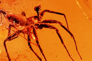 Amber: AMBER - Male Spider trapped in Amber