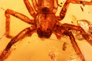 Amber: AMBER - SPIDER IN AMBER