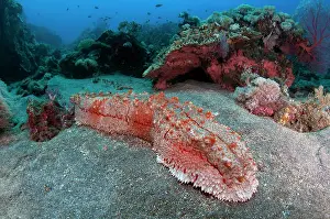 Volcano: Amberfish Sea Cucumber