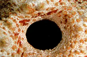 Holothurian: Amberfish Sea Cucumber anus on nght dive TK1 dive