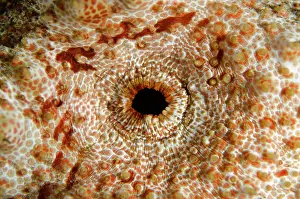 Holothurian: Amberfish Sea Cucumber anus on nght dive TK1 dive