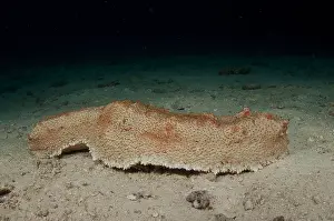 Amberfish: Amberfish Sea Cucumber - on sand - Citrus Reef
