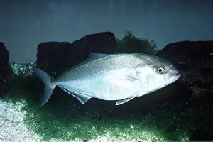 Amberjack: AMBERJACK
