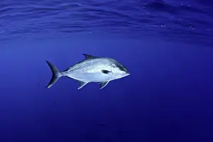 Falcata: Amberjack, Seriola rivoliana, Santa Maria Island