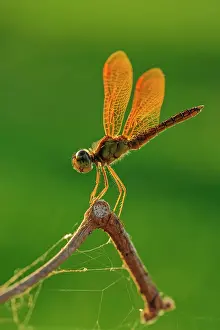 Amberwing, dragonfly, Pantanal Wetlands, Mato Grosso, Brazil