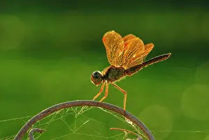 Amberwing, dragonfly, Pantanal Wetlands, Mato Grosso, Brazil