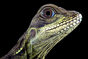 Amboinensis: The Amboina sailfin lizard (Hydrosaurus amboinensis)