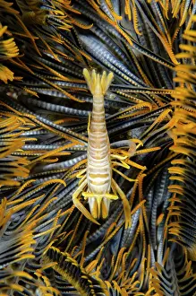 Decapoda: Ambon Crinoid Shrimp - Coral Garden dive site, Tulamben