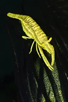 Timor: Ambon Crinoid Shrimp - on Crinoid (Crinoidea Class)