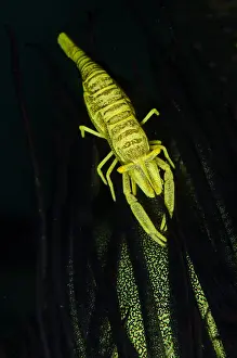 Timor: Ambon Crinoid Shrimp - on Crinoid (Crinoidea Class)