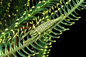 Prawn: Ambon Crinoid Shrimp (Laomenes amboinensis), Siladen