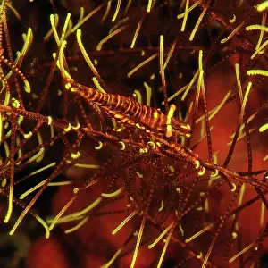 Prawn: Ambon crinoid shrimp (Laomenes amboinensis), Pazifk