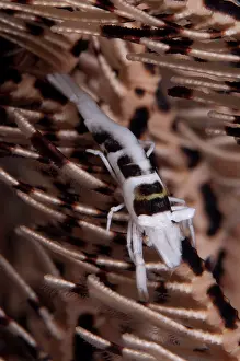 Ambon: Ambon Crinoid Shrimp (Laomenes amboinensis) camouflagd on Crinoid (Comatulida Order)