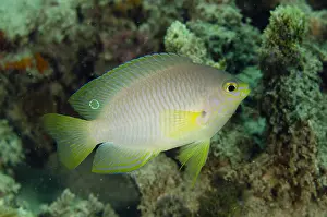 Damsel: Ambon Damsel - Juvenile - Dili Rock East dive site