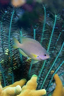 Echinoderms: Ambon Damsel (Pomacentrus amboinensis) swimming