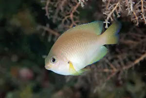 Amboinensis: Ambon Damselfish