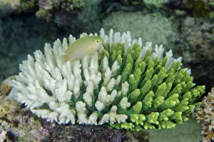 Thorns: Ambon Damselfish - on Staghorn Coral (Acropora sp) damaged b