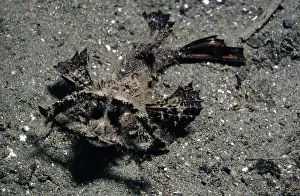 Scorpionfishes: Ambon Scorpionfish