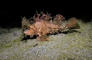 Amboinensis: Ambon scorpionfish