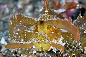 Amboinensis: Ambon Scorpionfish