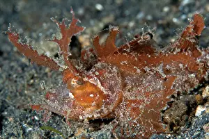 Amboinensis: Ambon Scorpionfish