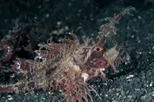 Amboinensis: Ambon Scorpionfish during night dive