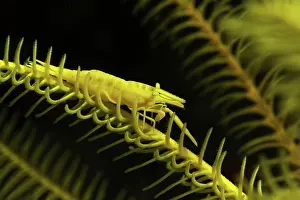 Amboinensis: Ambon Shrimp