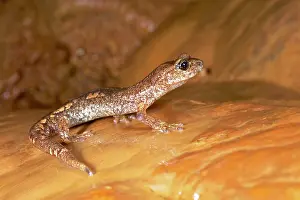 Michele Menegon: Ambrosi's Cave Salamander