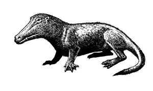 Ancestor: Ambulocetus