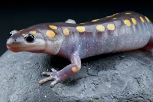 Caudata: Ambystoma maculatum Ambystoma