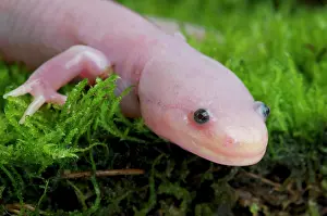 Guttata: Ambystoma mexicanum Ambystoma edule Ambystoma we