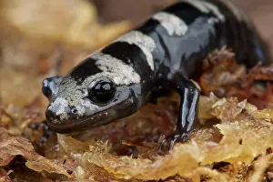 Caudata: Ambystoma opacum Salamandra opaca Ambystoma