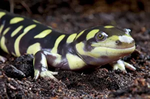 Caudata: Ambystoma tigrinum Ambystoma