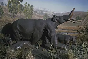 Replica: Amebelodon