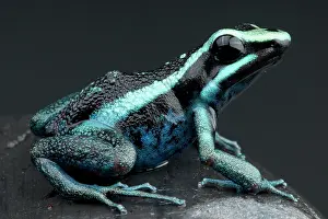 Epipedobates: Ameerega bassleri Epipedobates (Ameerega) basleri