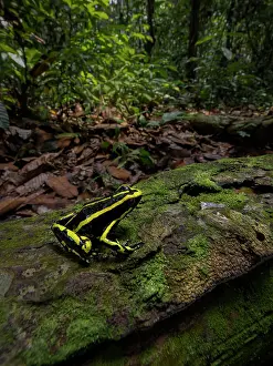 Bark: Ameeregar trivittata, in rainforest habitat, Peru