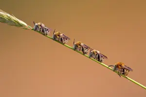 Falling: Amegilla bees (Amegilla sp), males at the dormit