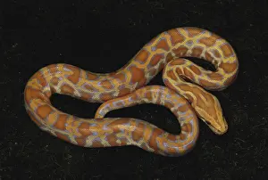 Bred: Amelanistic Burmese Python