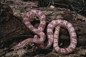 Bred: Amelanistic Corn Snake