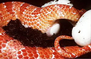 Cycles: Amelanistic CORN SNAKE - laying eggs (a mutation)