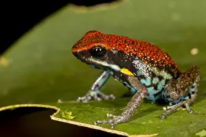 Jose: Amereega bilinguis sitting on a leaf, Ecuador