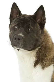 Akitas: American Akita