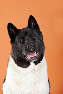 Opened: American Akita, portrait